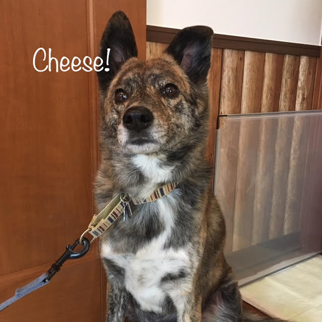 Cheese Cheese