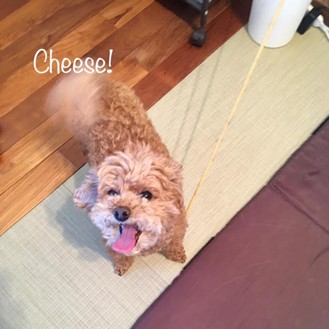 Cheese Cheese
