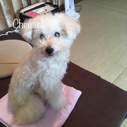 Cheese Cheese