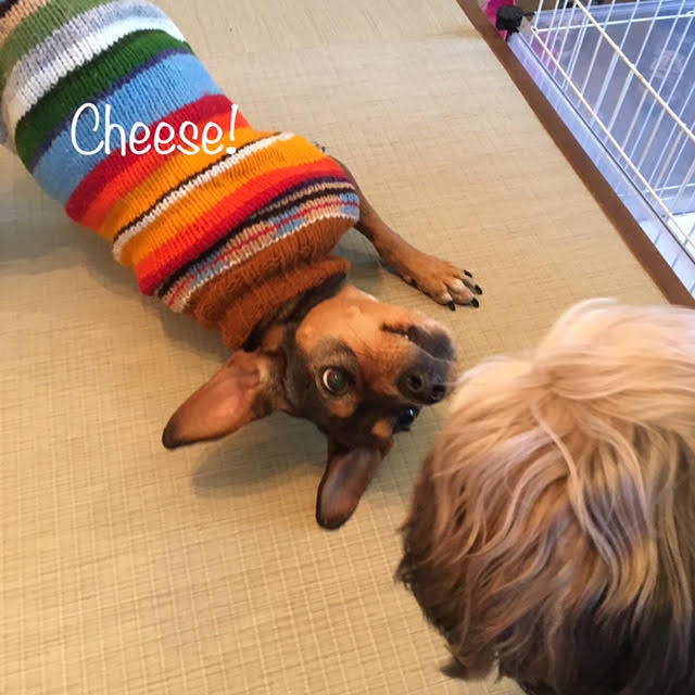 Cheese Cheese
