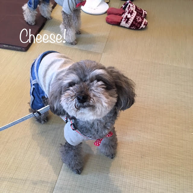 Cheese Cheese