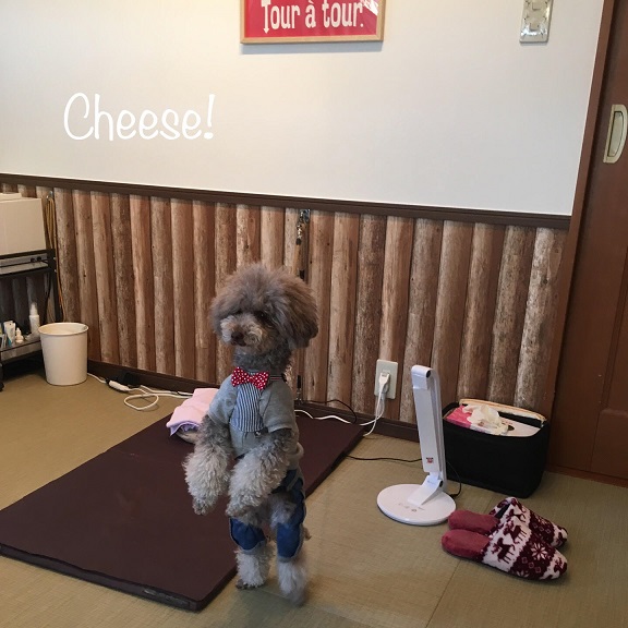 Cheese Cheese