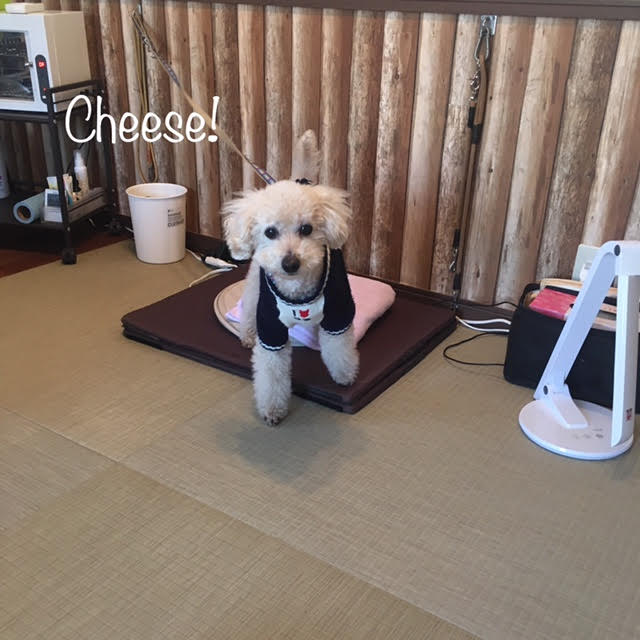 Cheese Cheese