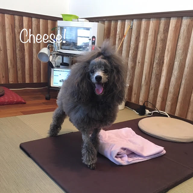 Cheese Cheese