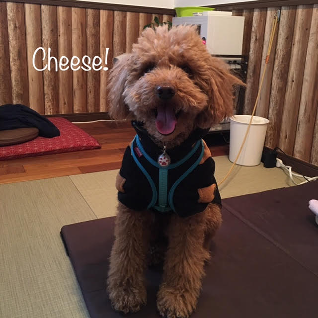 Cheese Cheese