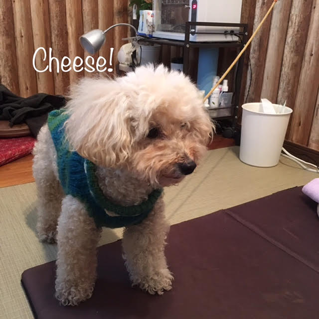Cheese Cheese