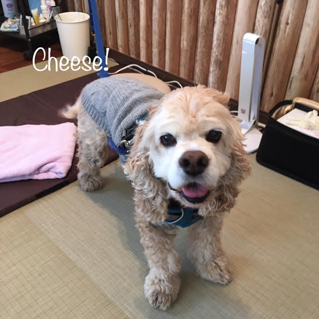 Cheese Cheese