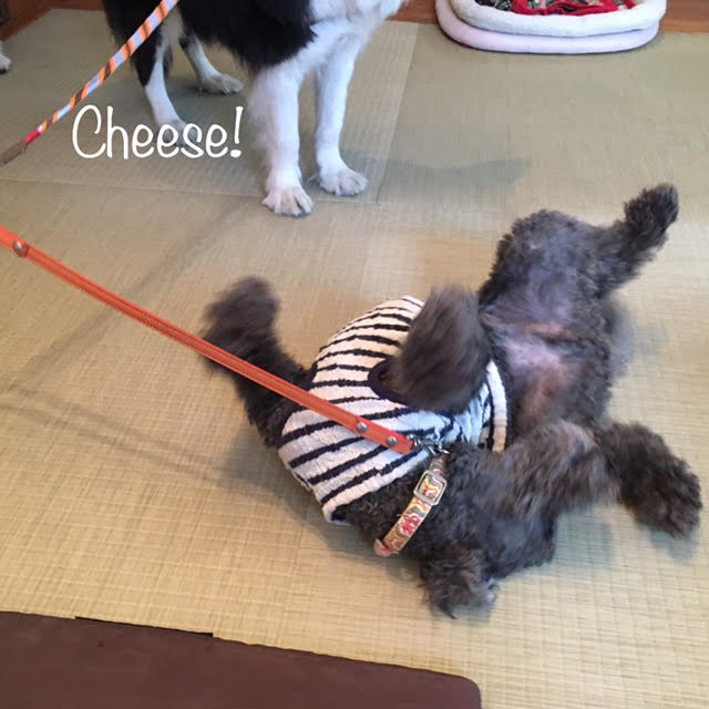 Cheese Cheese