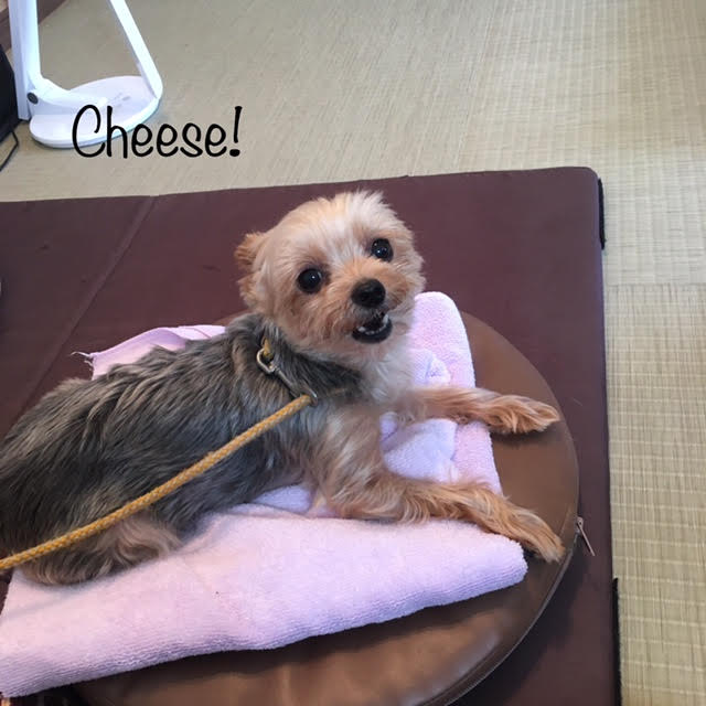 Cheese Cheese