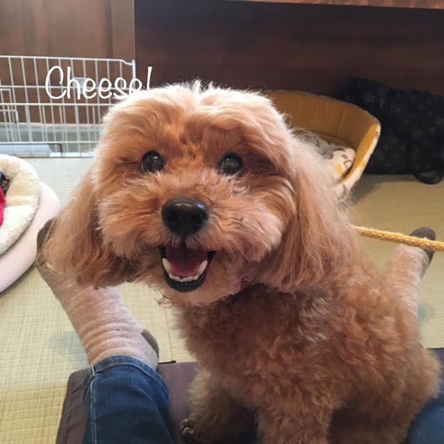 Cheese Cheese