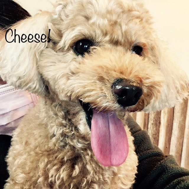 Cheese