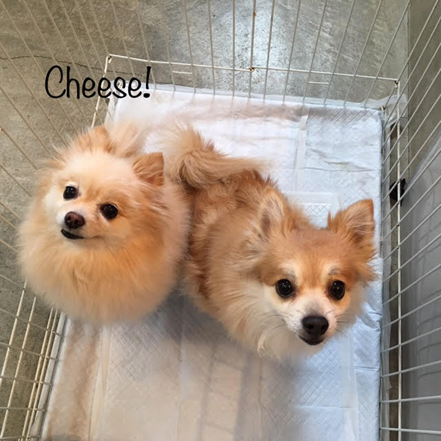 Cheese Cheese