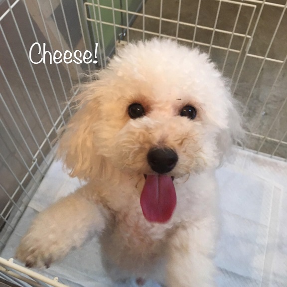 Cheese Cheese