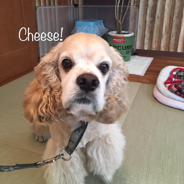 Cheese Cheese