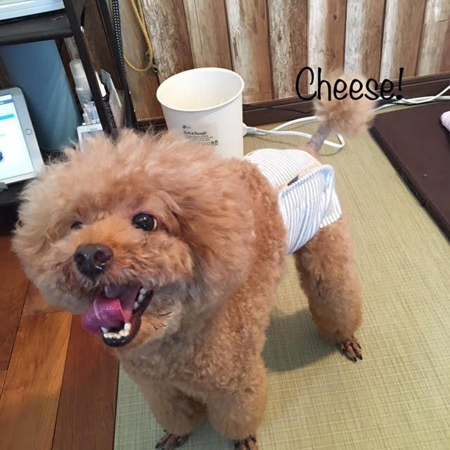 Cheese Cheese