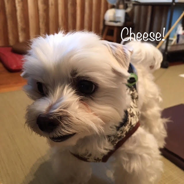 Cheese Cheese