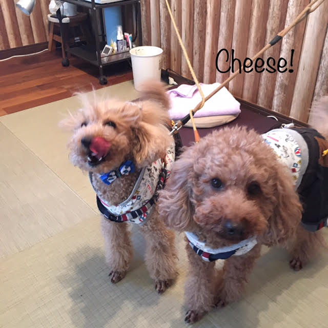 Cheese Cheese