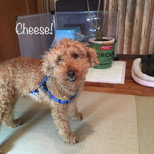 Cheese Cheese