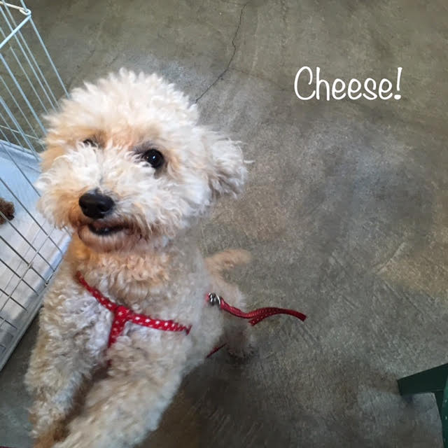 Cheese Cheese