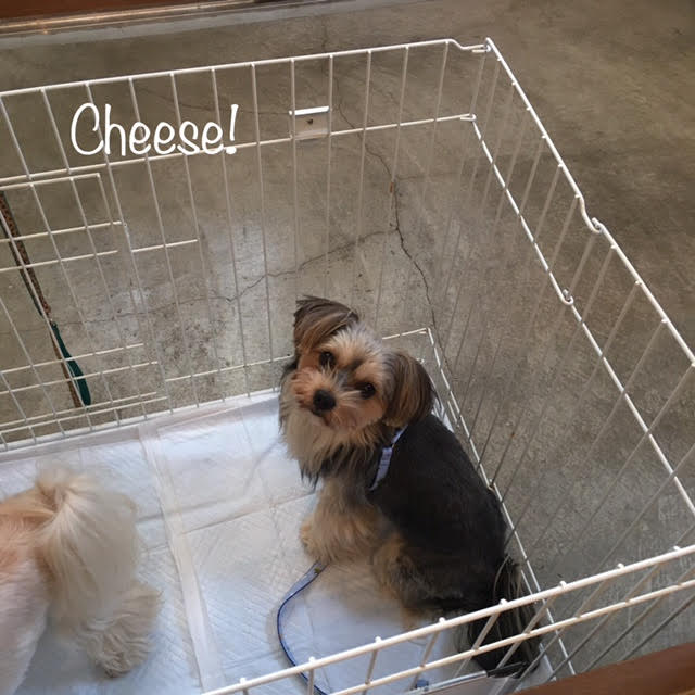Cheese Cheese