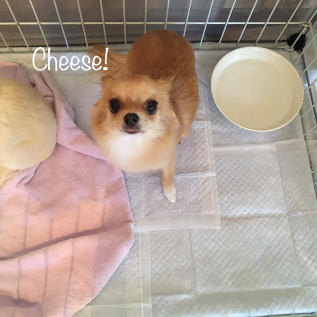 Cheese Cheese