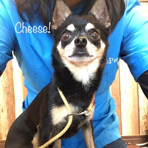 Cheese Cheese