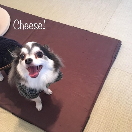 Cheese Cheese