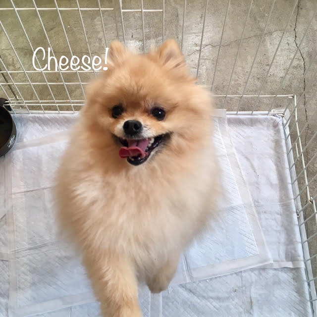 Cheese Cheese