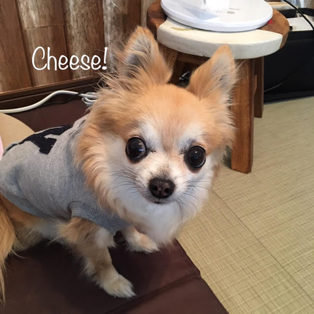 Cheese Cheese