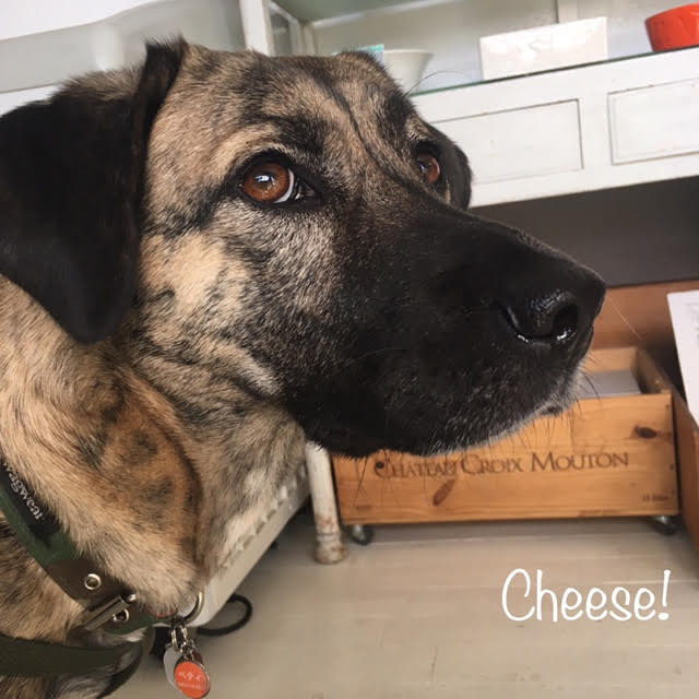 Cheese Cheese