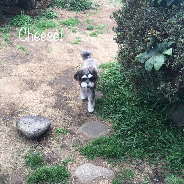 Cheese Cheese