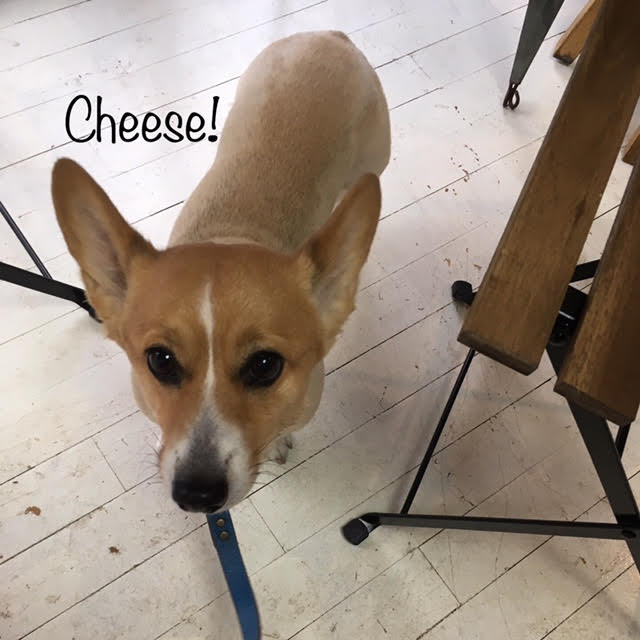 Cheese Cheese