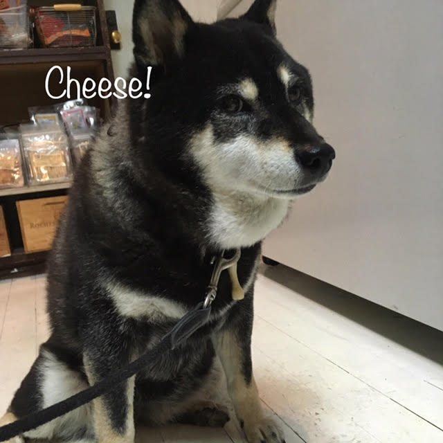 Cheese Cheese