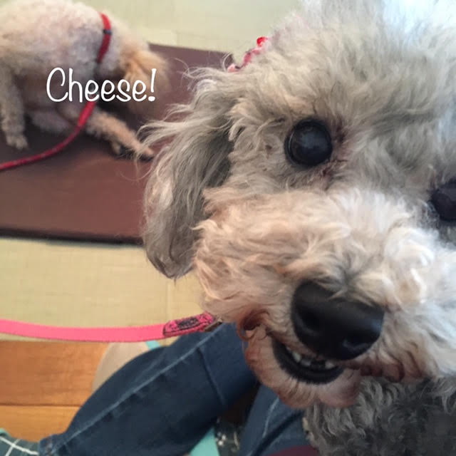 Cheese Cheese