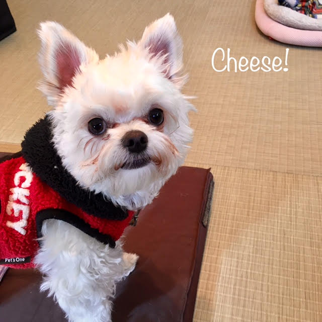 Cheese Cheese