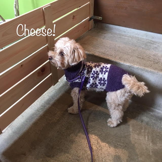Cheese Cheese