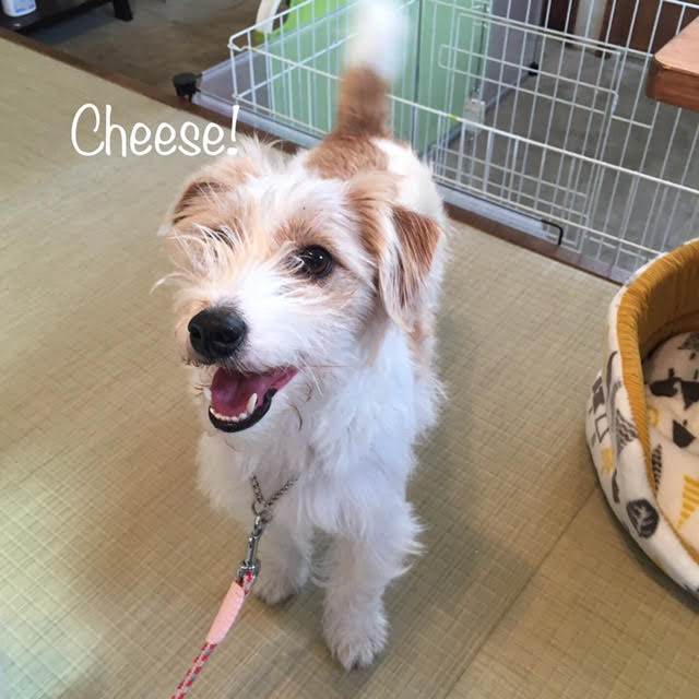 Cheese Cheese