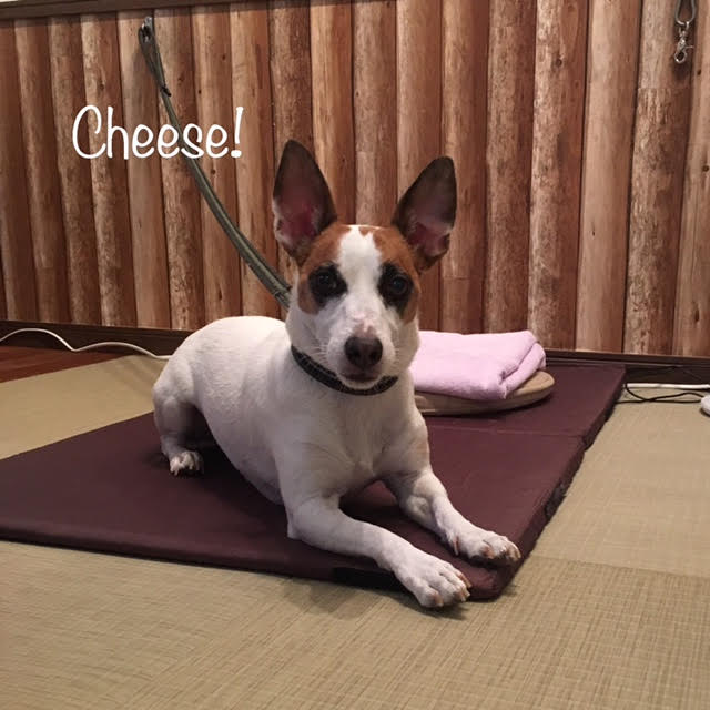Cheese Cheese
