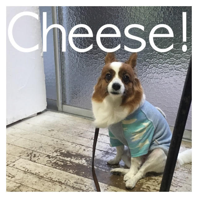 Cheese Cheese