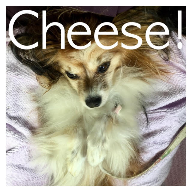 Cheese Cheese