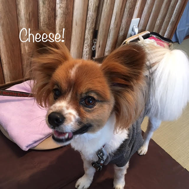 Cheese Cheese
