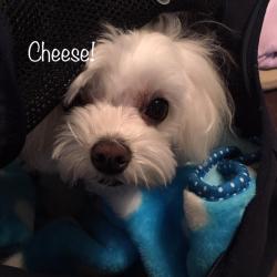Cheese Cheese