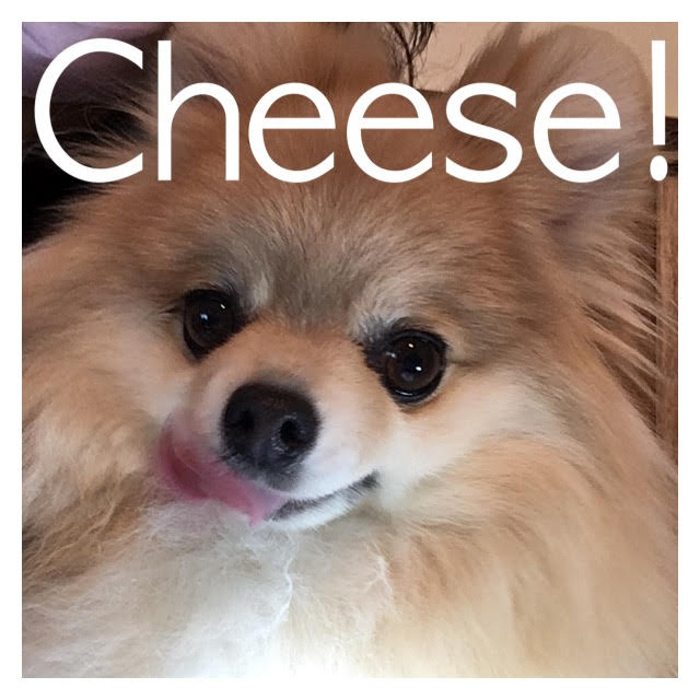 Cheese Cheese