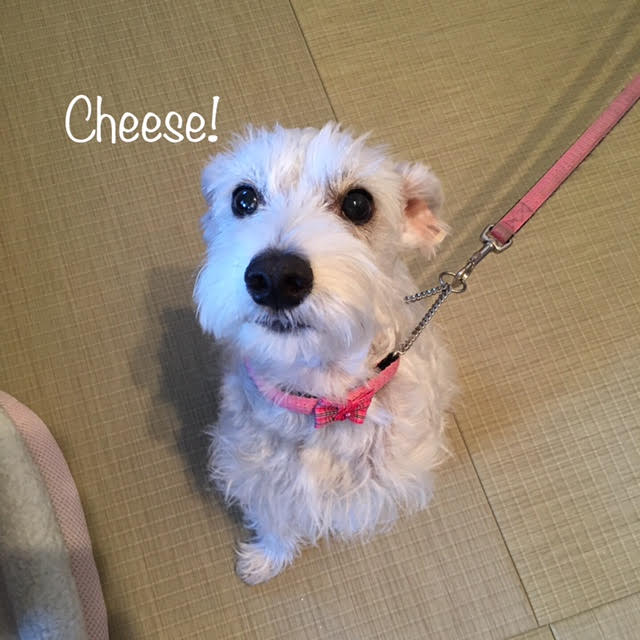 Cheese Cheese