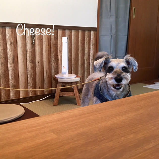 Cheese Cheese