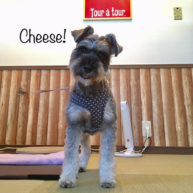 Cheese Cheese