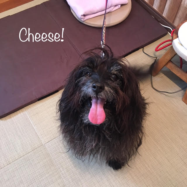 Cheese Cheese