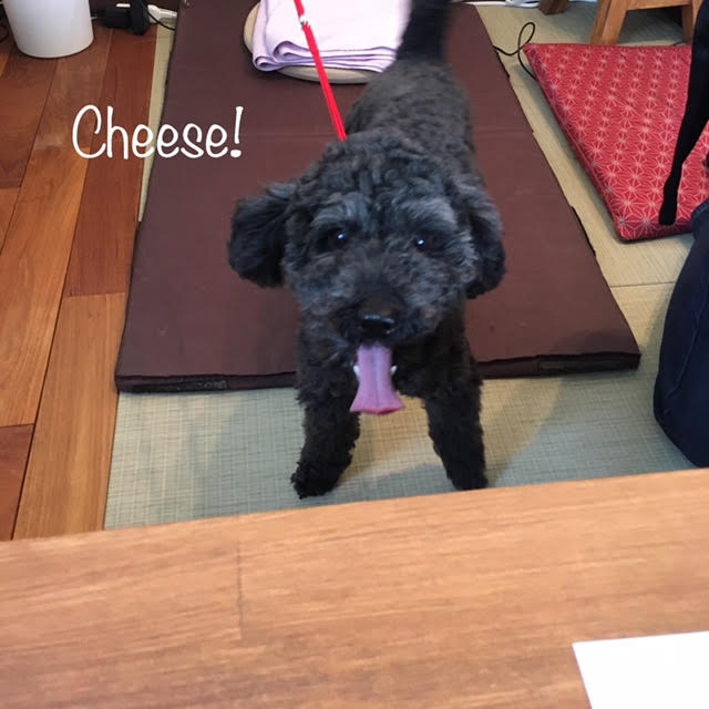 Cheese Cheese