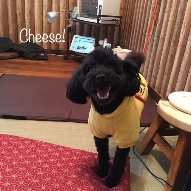 Cheese Cheese