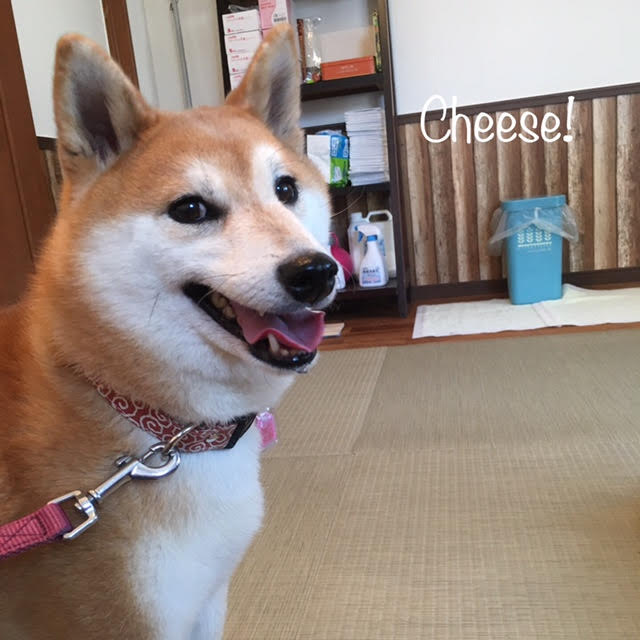 Cheese Cheese